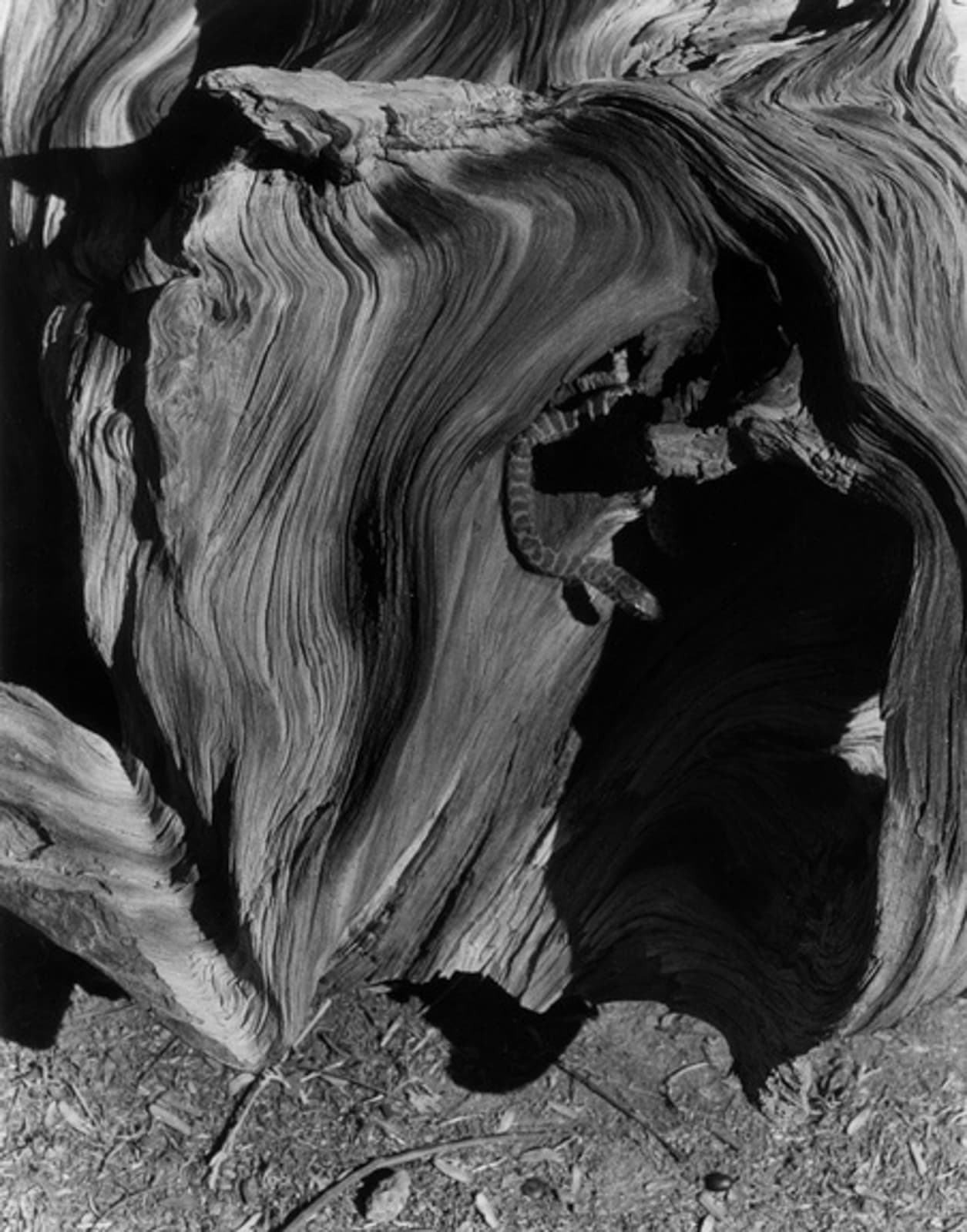 Imogen Cunningham, Snake 2, 1921