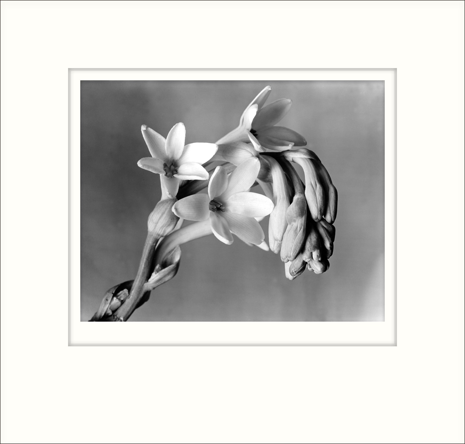 Imogen Cunningham, Tuberose, 1920s