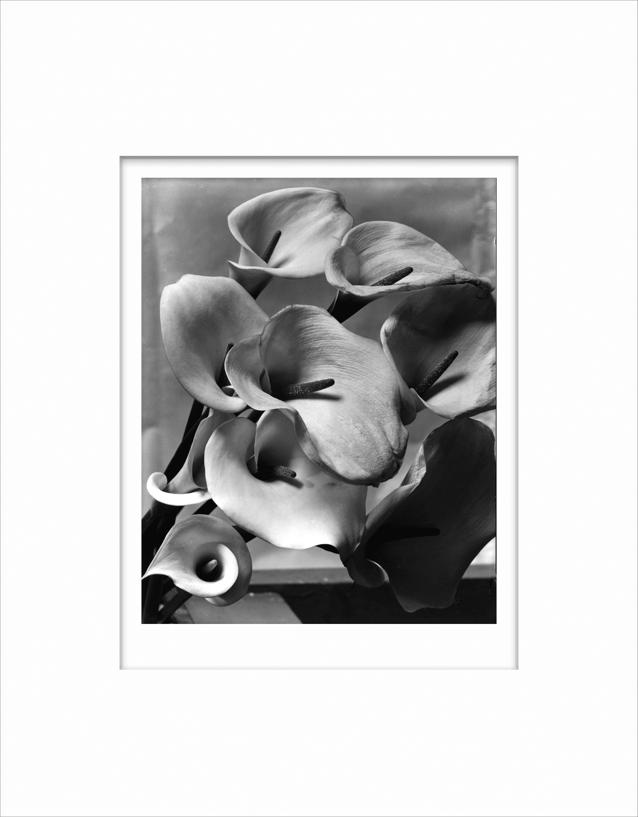 Imogen Cunningham, Callas, about 1925