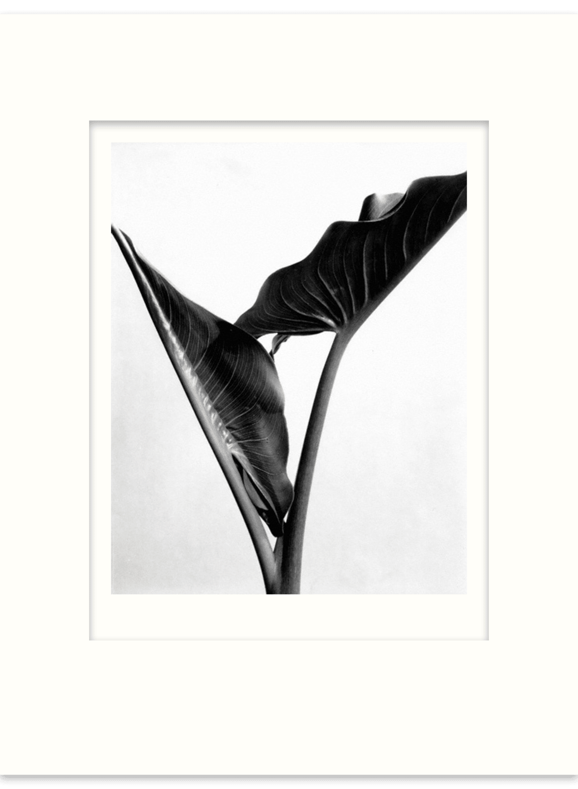 Imogen Cunningham, Calla Leaves, about 1930