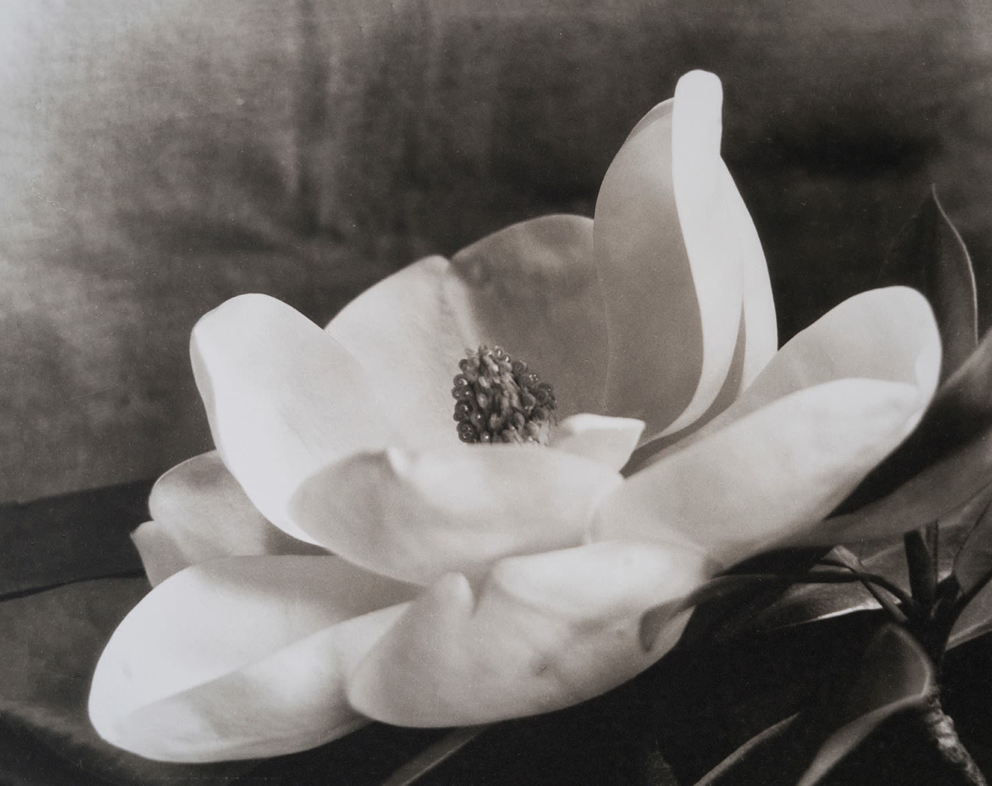 Imogen Cunningham, The First Magnolia, about 1923 | Imogen