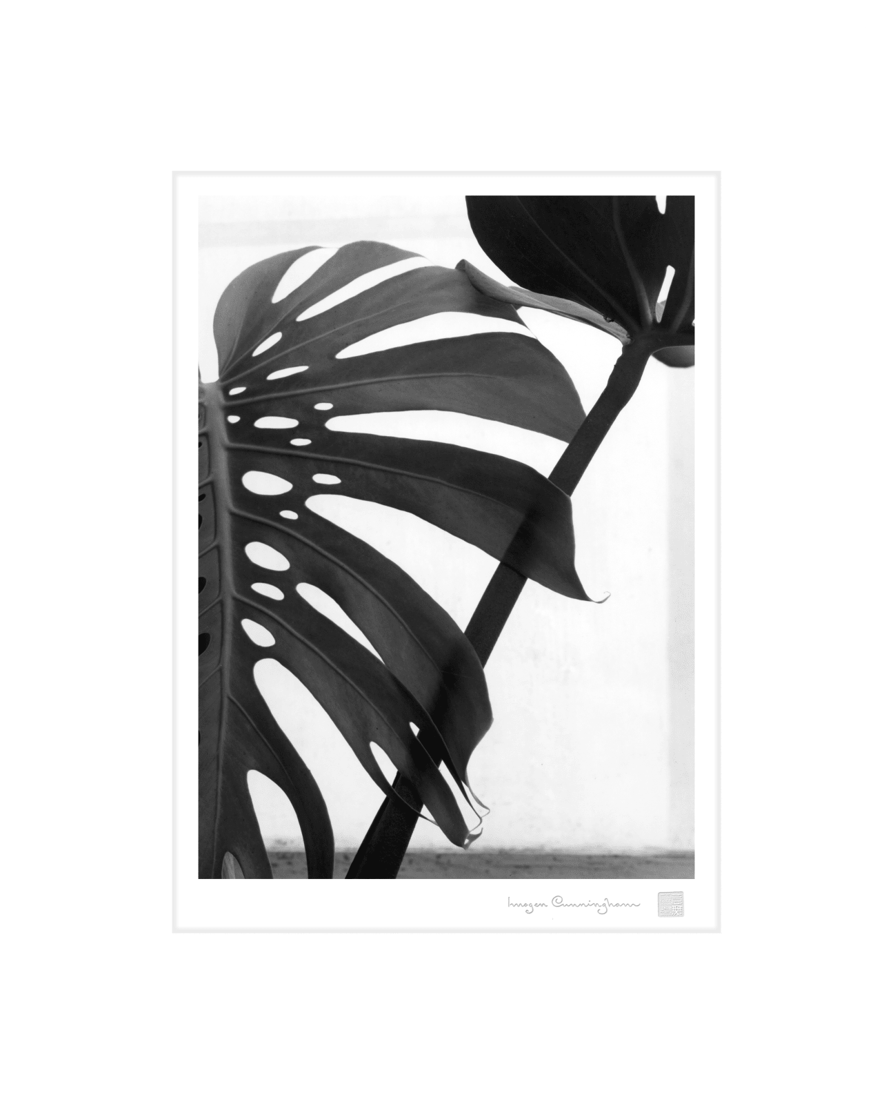 Imogen Cunningham, Philodendron, 1950s | Imogen Cunningham