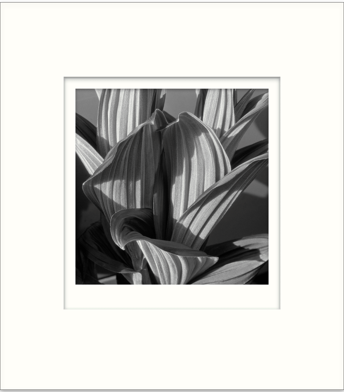 あいり様　Imogen Cunningham ［FLORA］ Imogen Cunningham: Flora by Richard Lorenz (1996, HCDJ) | eBay