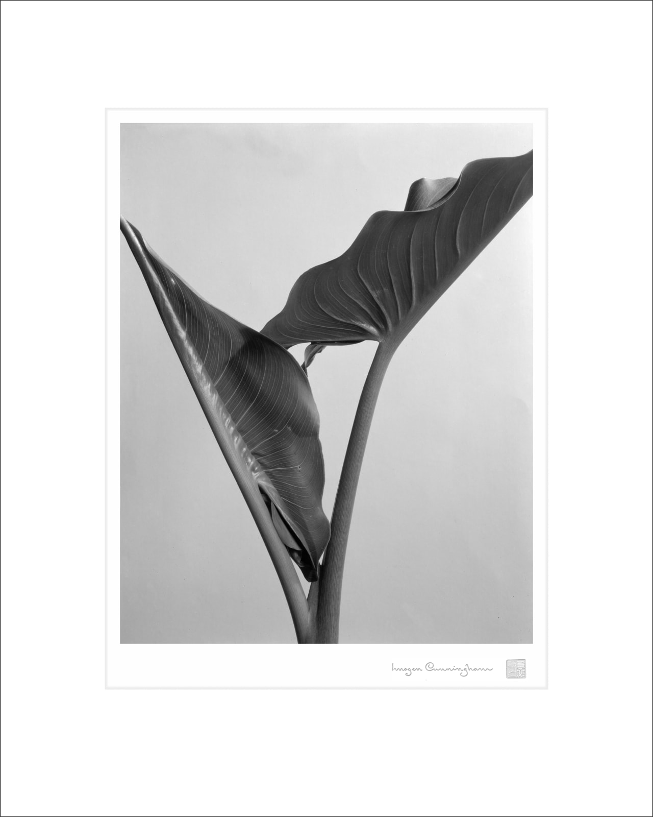 Imogen Cunningham, Calla Leaves, about 1930