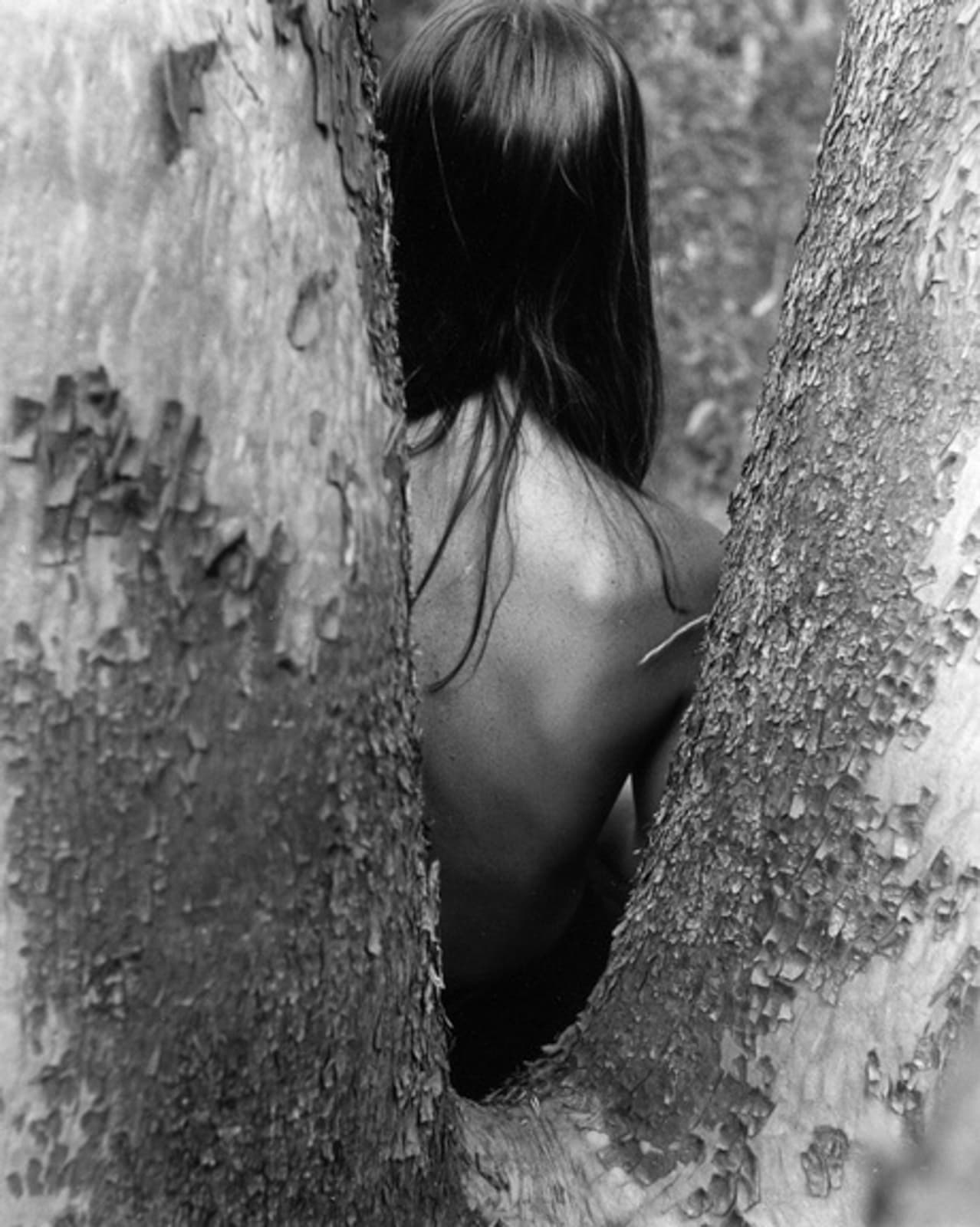Imogen Cunningham, Through the Tree, Humboldt, 1968