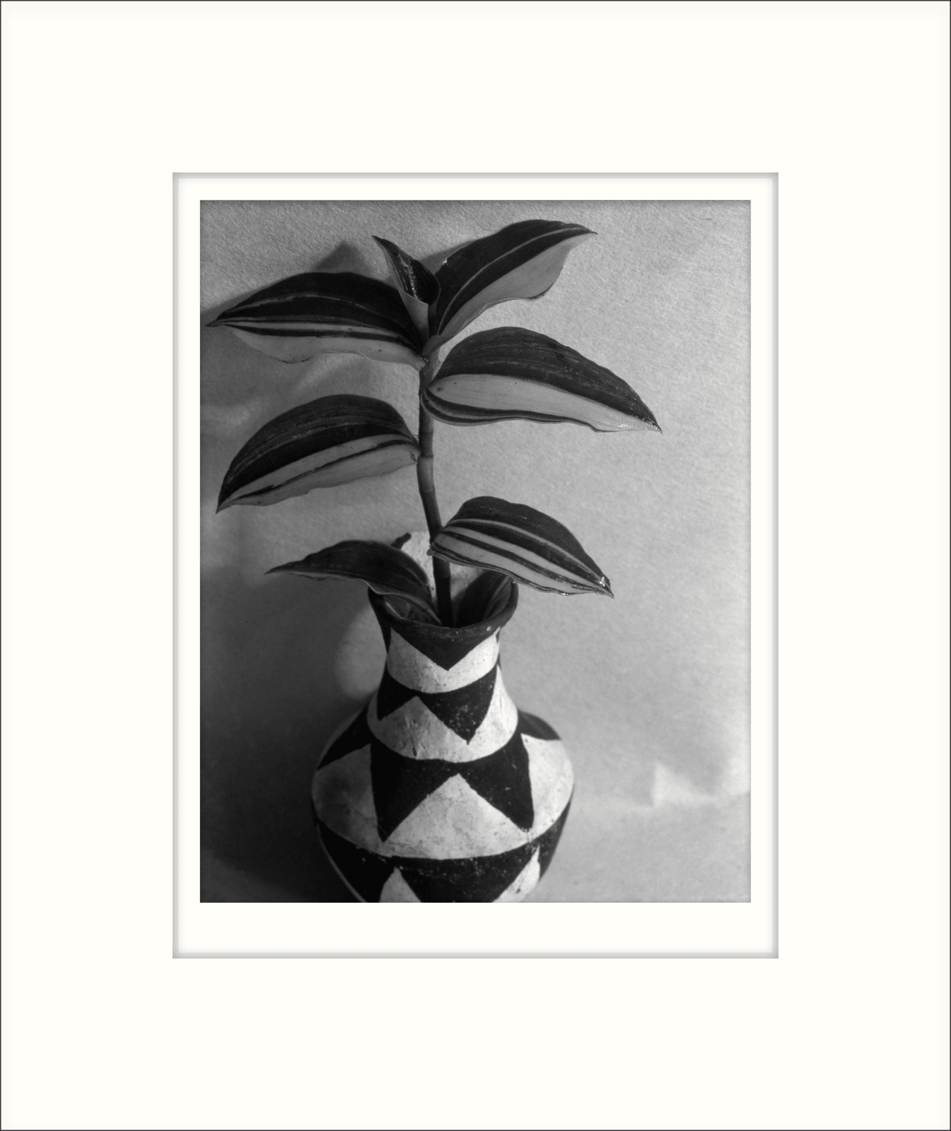 Imogen Cunningham, Wandering Jew, 1920s