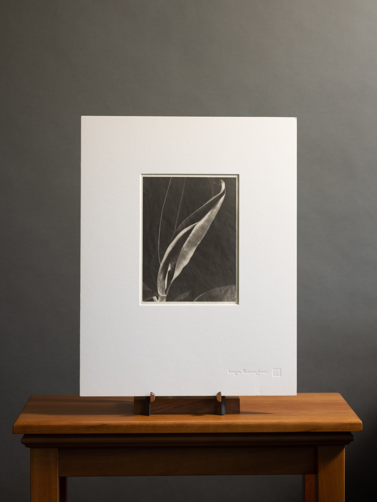 Imogen Cunningham, Rubber Plant 3, about 1929