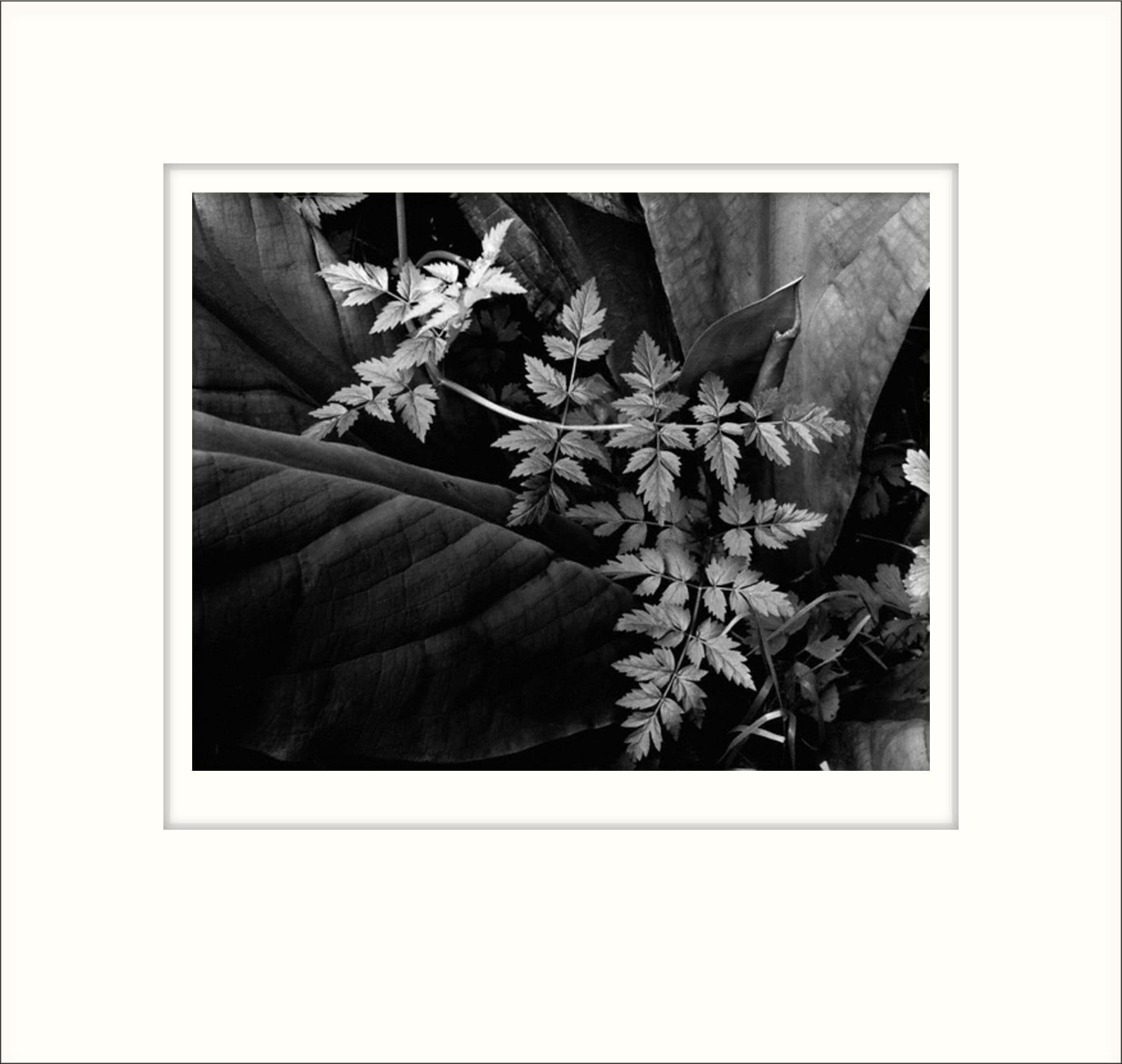 Imogen Cunningham, Leaves, 1948 | Imogen Cunningham Official Site