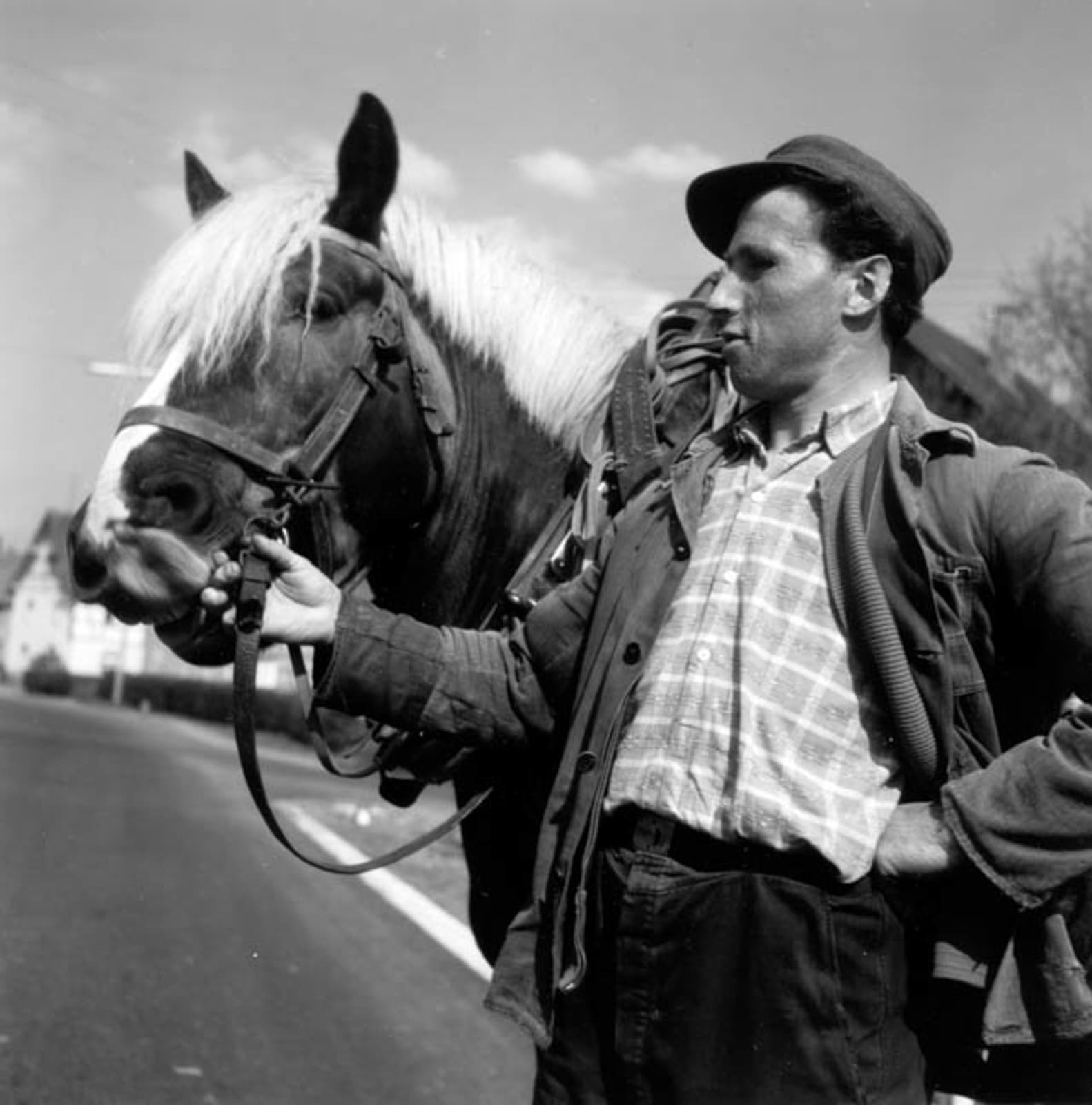 Imogen Cunningham, French Farmer's Horse 2, 1961