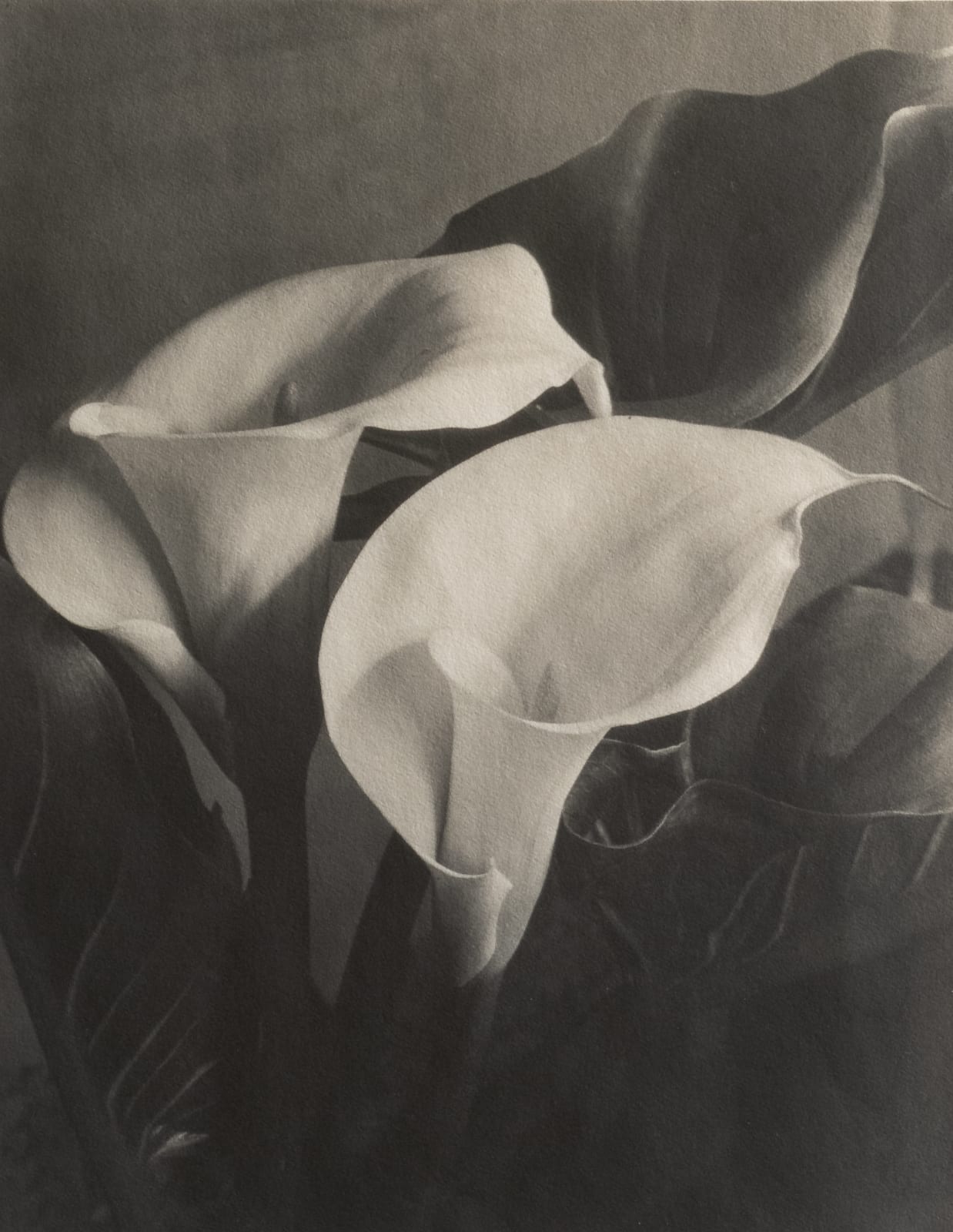 Imogen Cunningham, Two Callas 2, late 1920s