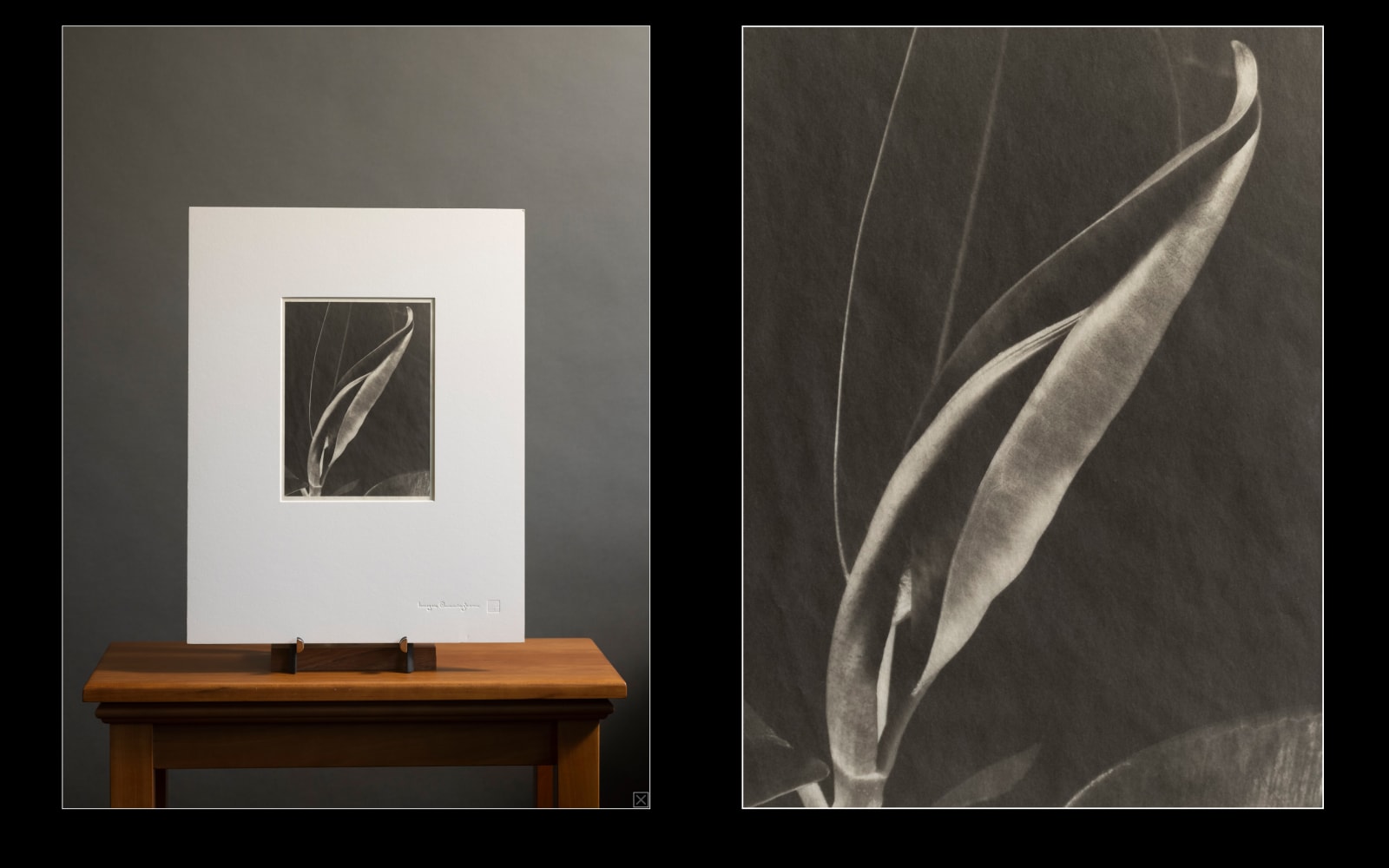 Imogen Cunningham, Rubber Plant 3, about 1929