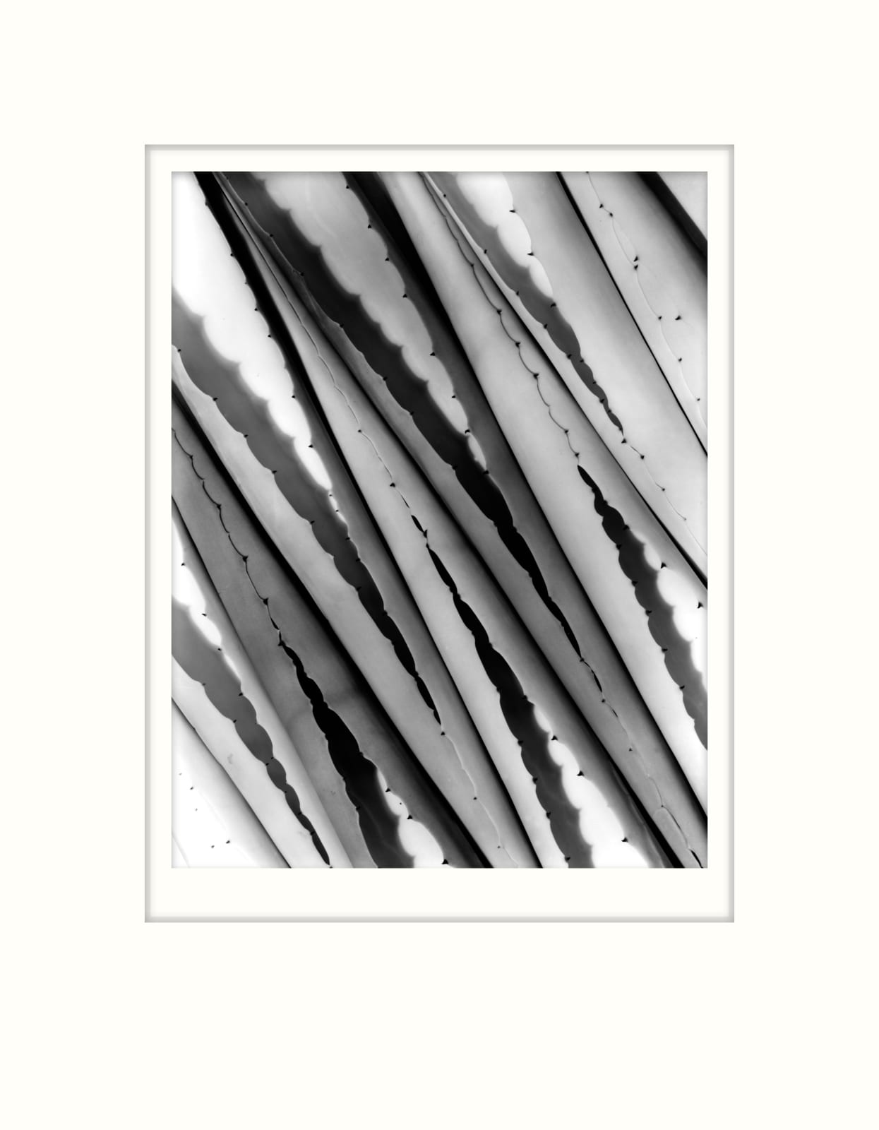 Imogen Cunningham, Agave Design 2, 1920s