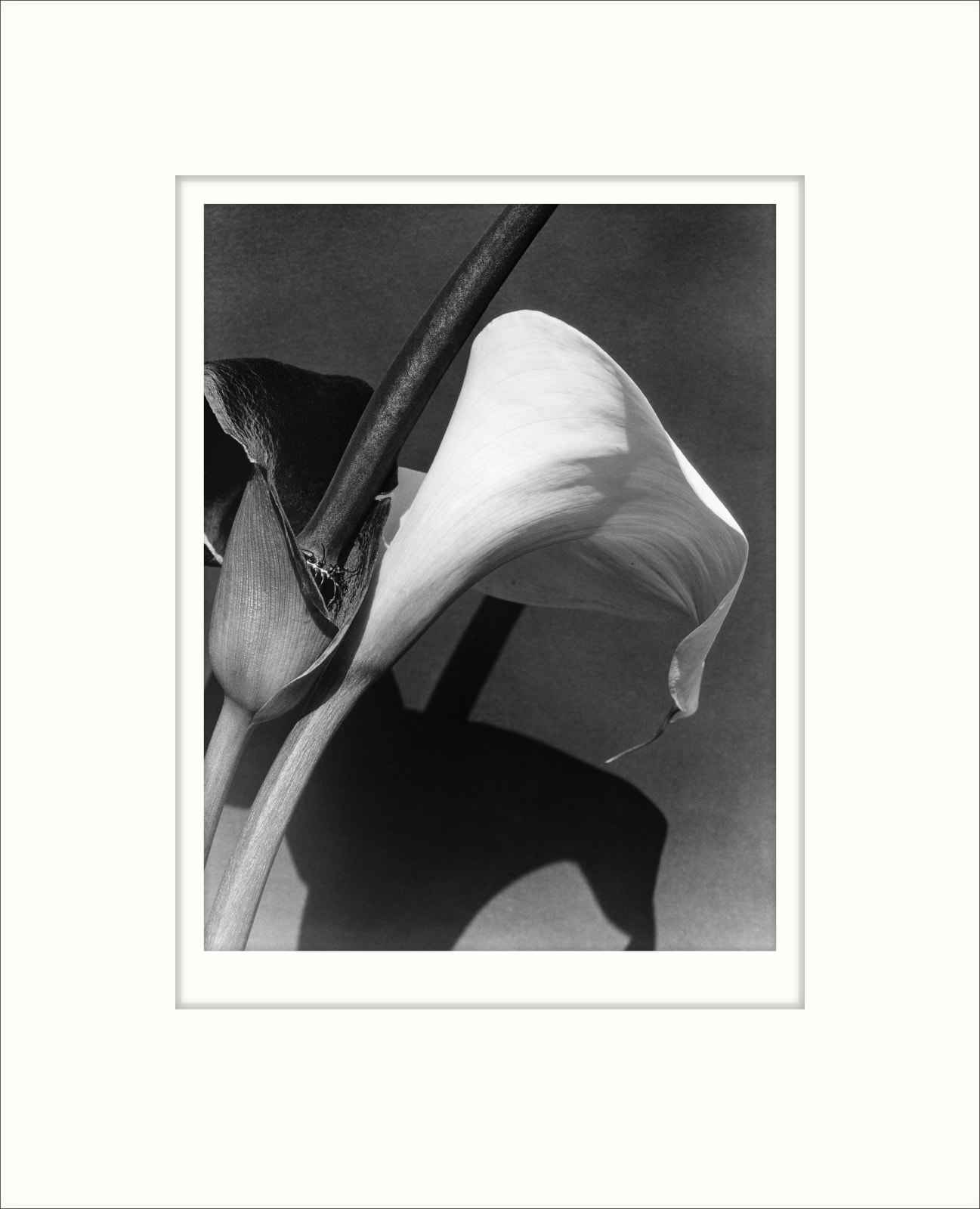 Imogen Cunningham, Black and White Lilies, late 1920s