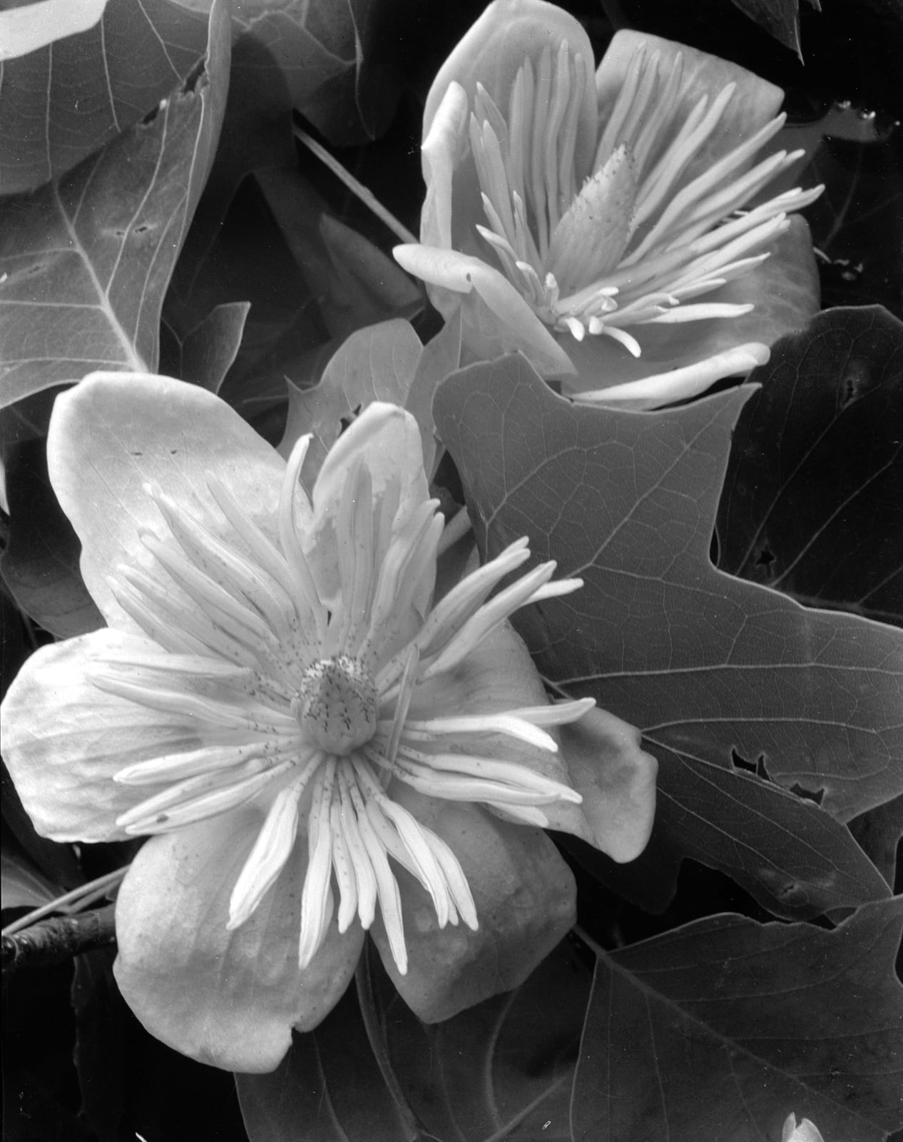 Imogen Cunningham flora – HOWLAND