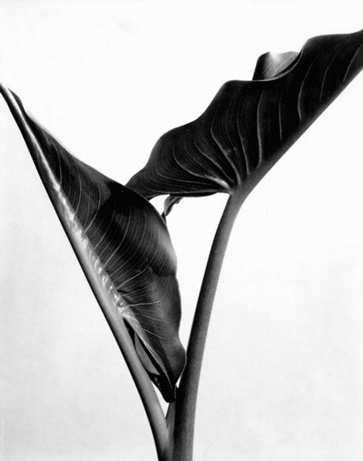Imogen Cunningham, Calla Leaves, about 1930