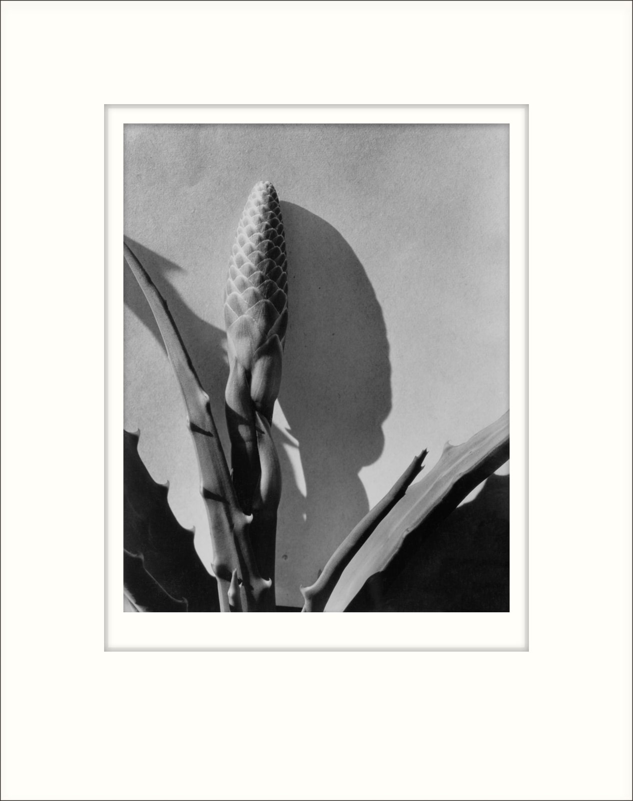 Imogen Cunningham, Aloe, 1920s