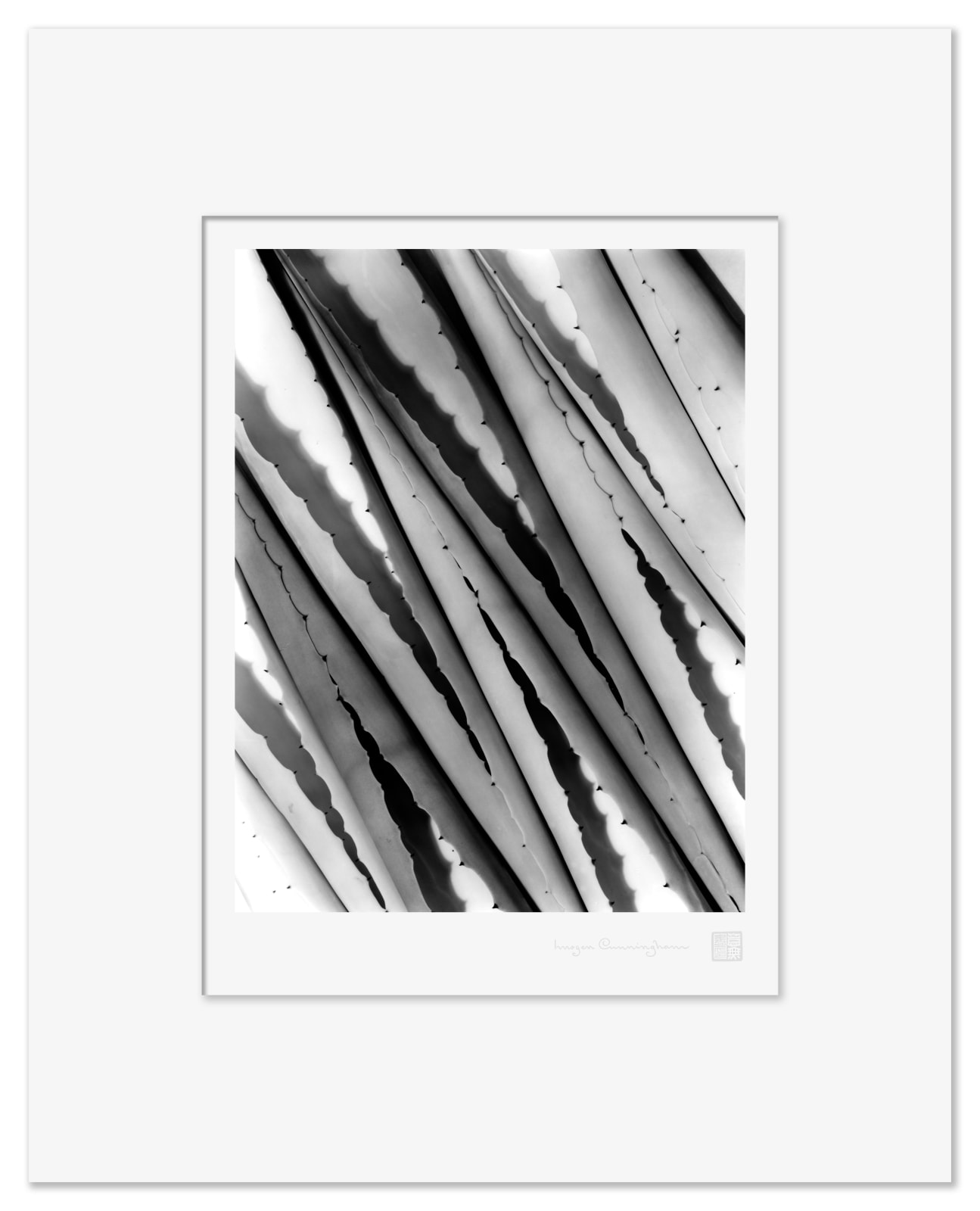 Imogen Cunningham, Agave Design 2, 1920s