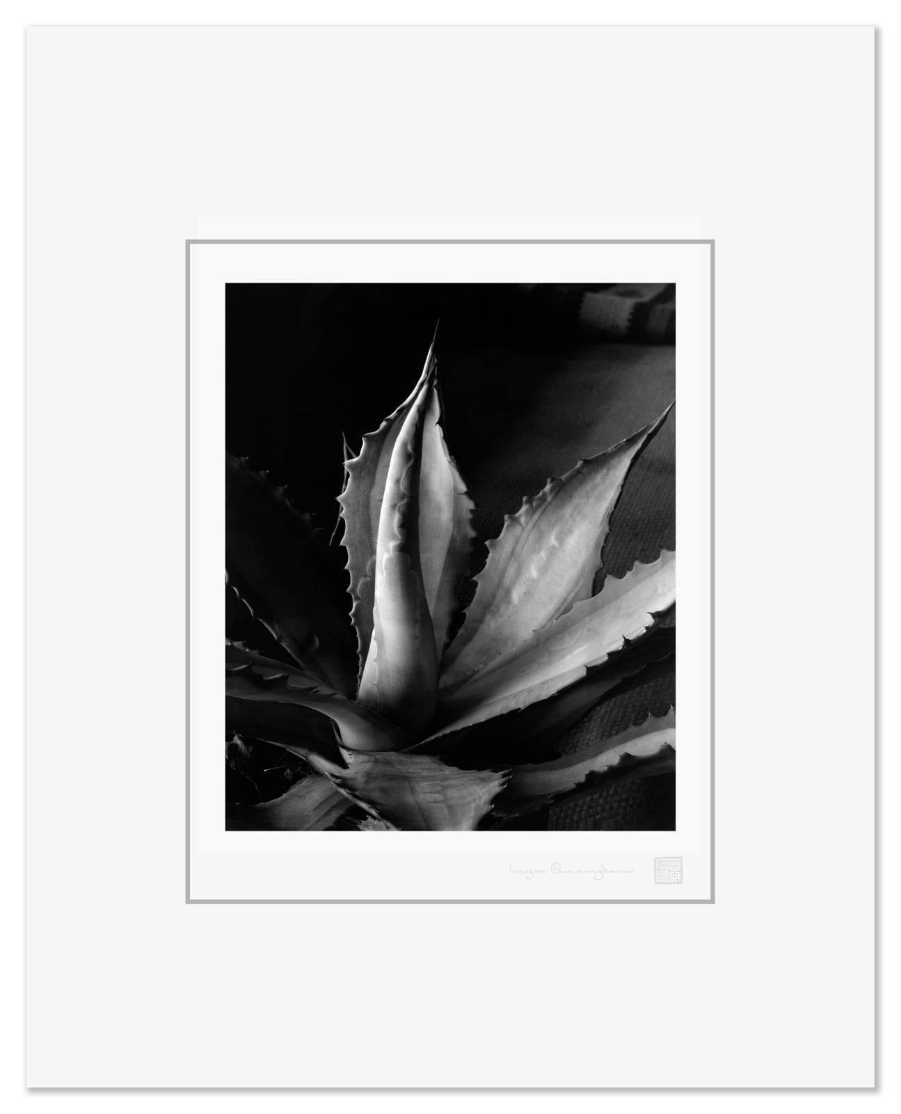 Imogen Cunningham, Century Plant, n.d. (also titled Agave, about 1930)