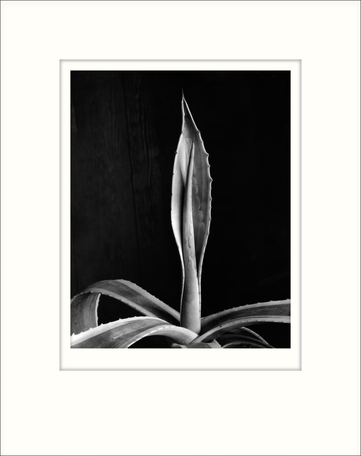Imogen Cunningham, Agave, 1920s