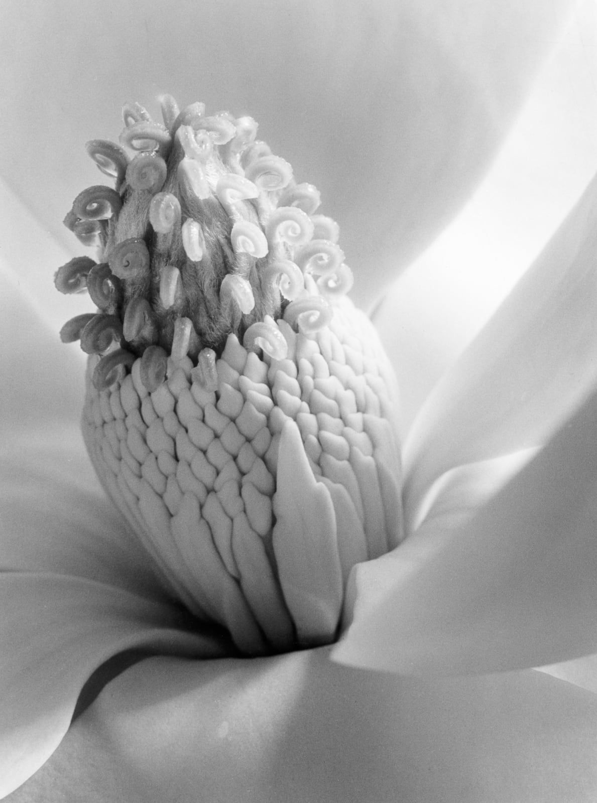 Imogen Cunningham, Magnolia Blossom, Tower of Jewels, 1925