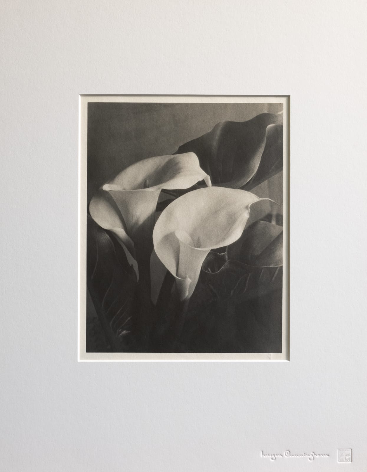 Imogen Cunningham, Two Callas 2, late 1920s
