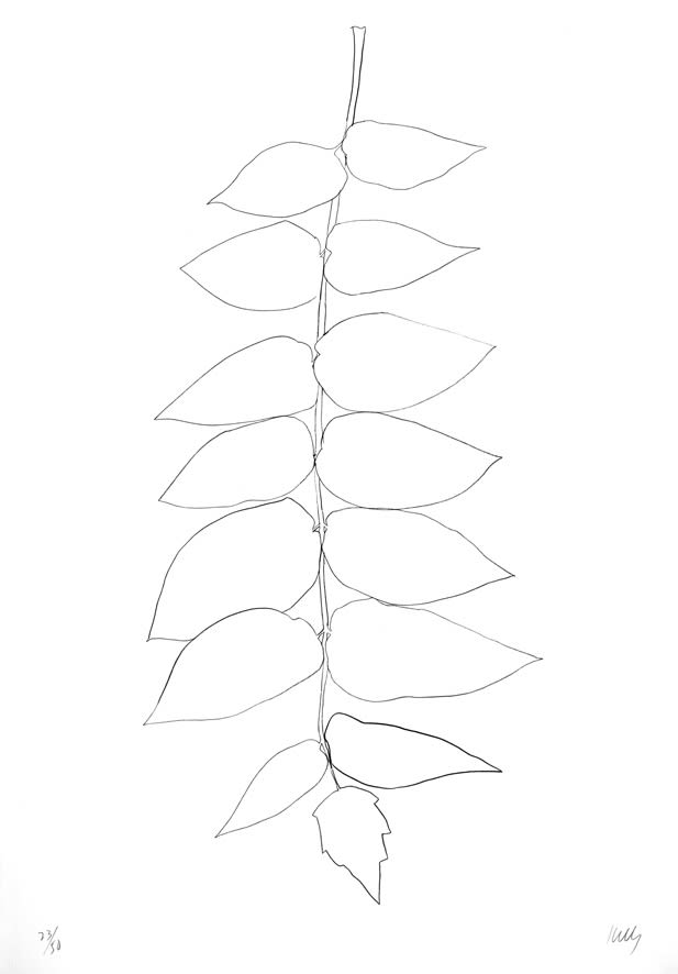 Ellsworth Kelly, Ailanthus Leaves II (Vernis du Japon II), 1966