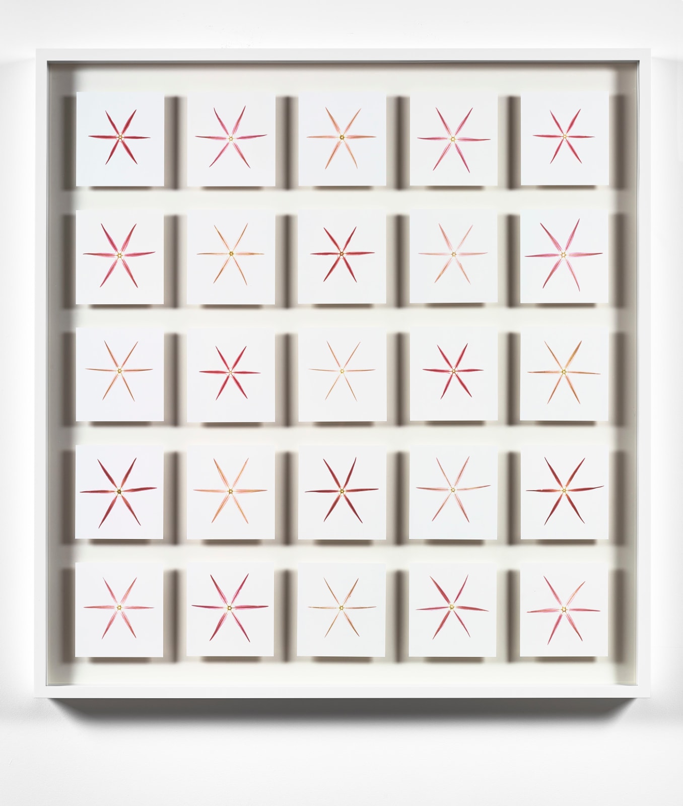 Garry Fabian Miller, Agnes, Allium, Homeland, June 2011