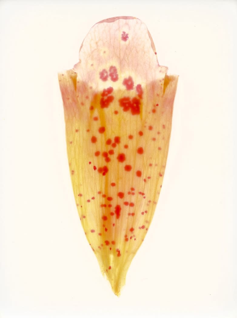 Garry Fabian Miller, Foxglove, 17th July 2011, 2011