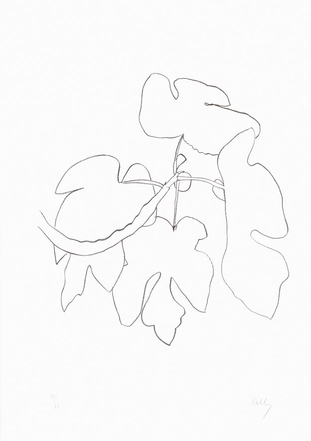 Ellsworth Kelly, Fig Branch (Figue), 1965-66