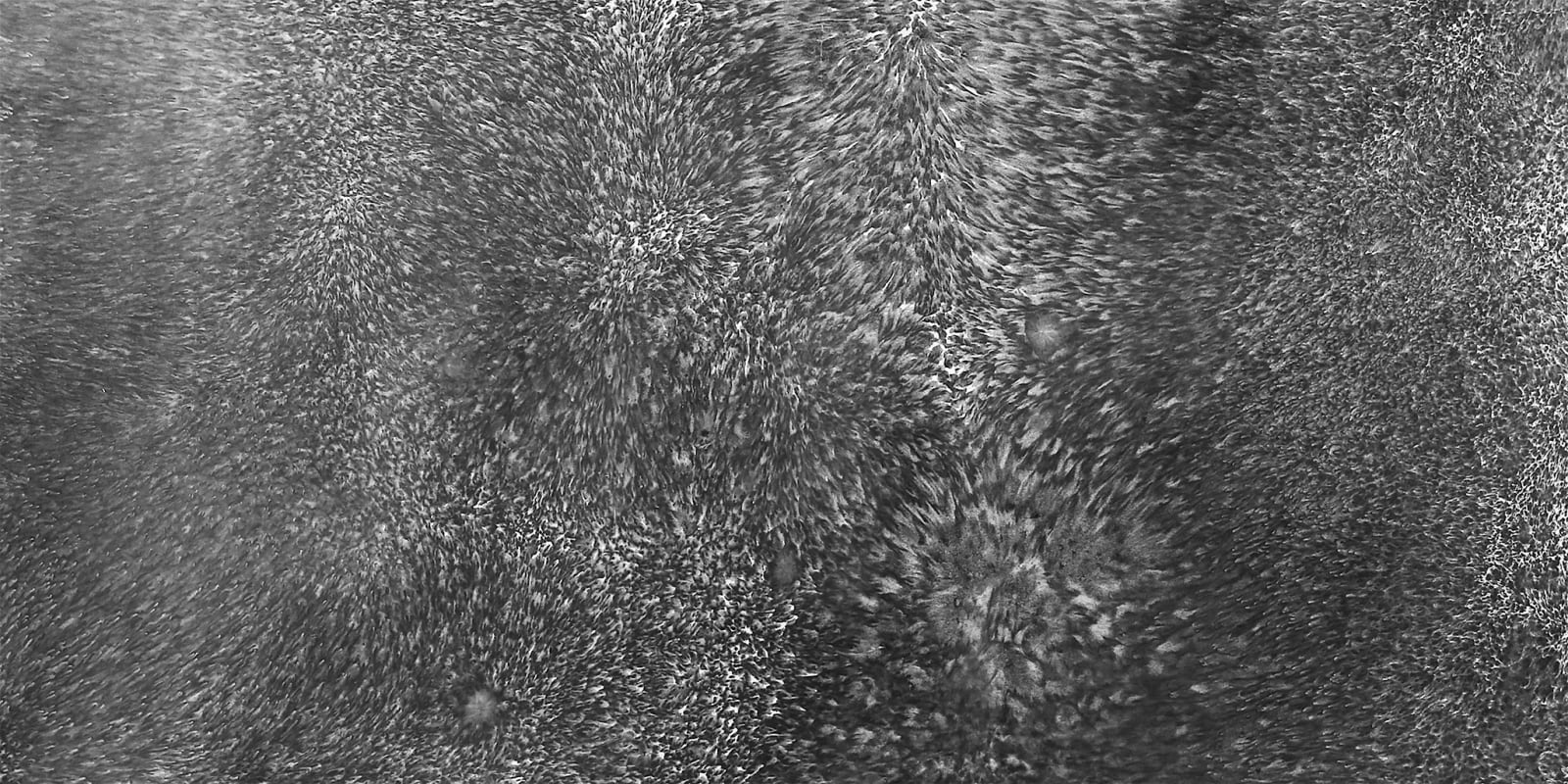 Bingyi 冰逸, Swan Flies Over a Cold Pond, Leaving No Shadow 雁落寒潭, 2016