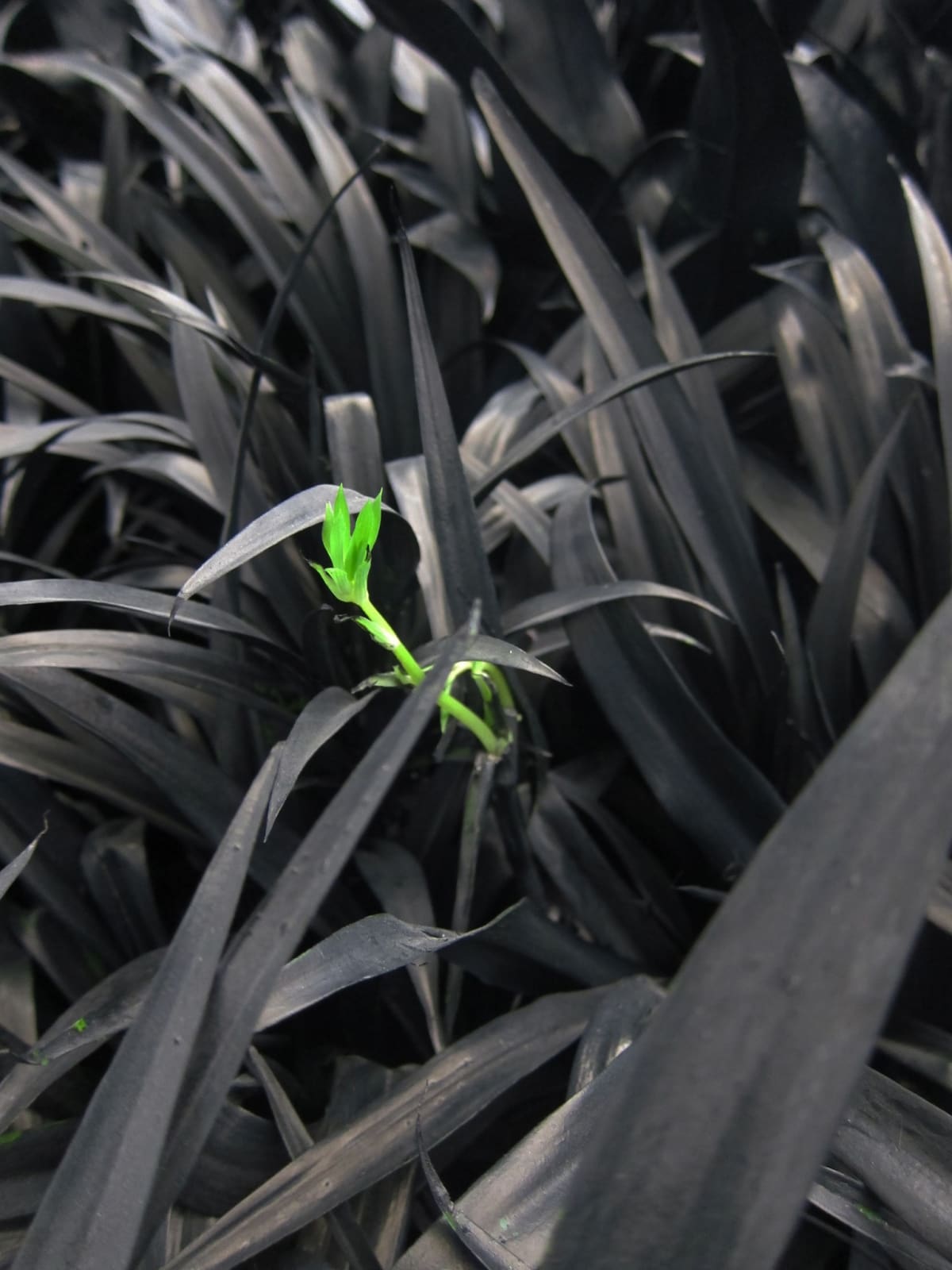 Jennifer Ma 马文, Sprout 芽, 2016