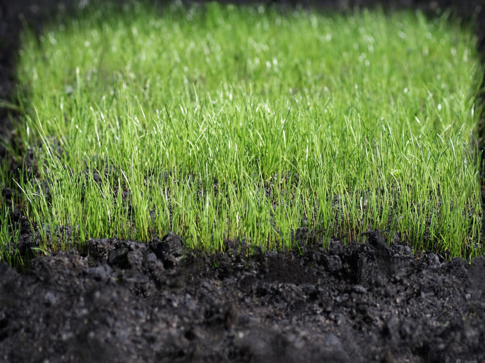 Jennifer Ma 马文, Germination Thoughts 思想萌芽, 2016