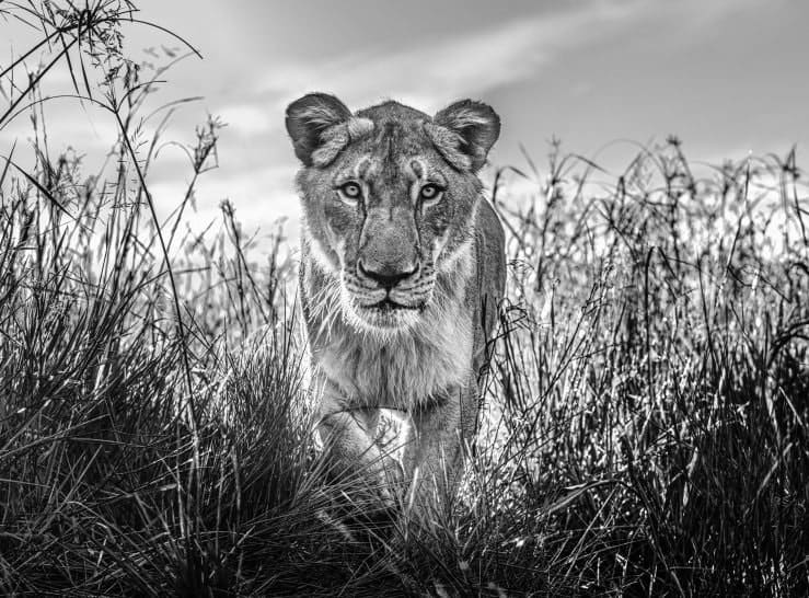 David Yarrow, The Hunter, 2020