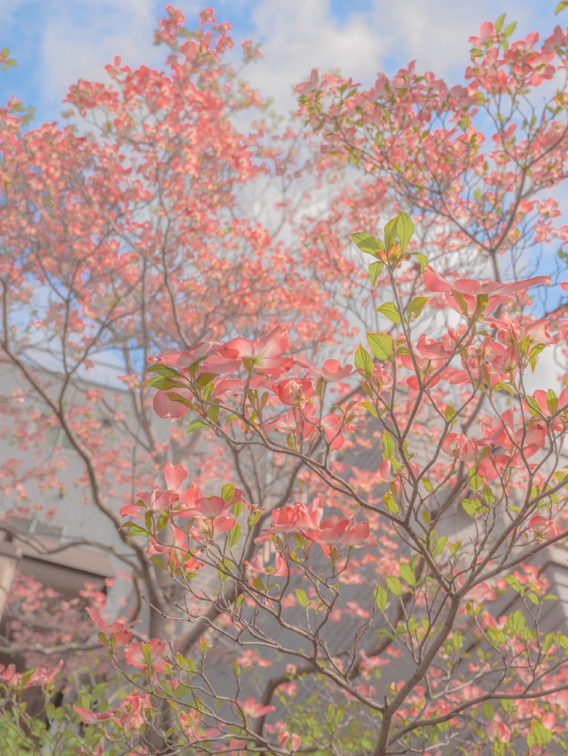 Teresa Freitas, Spring's Other Blossom, 2023