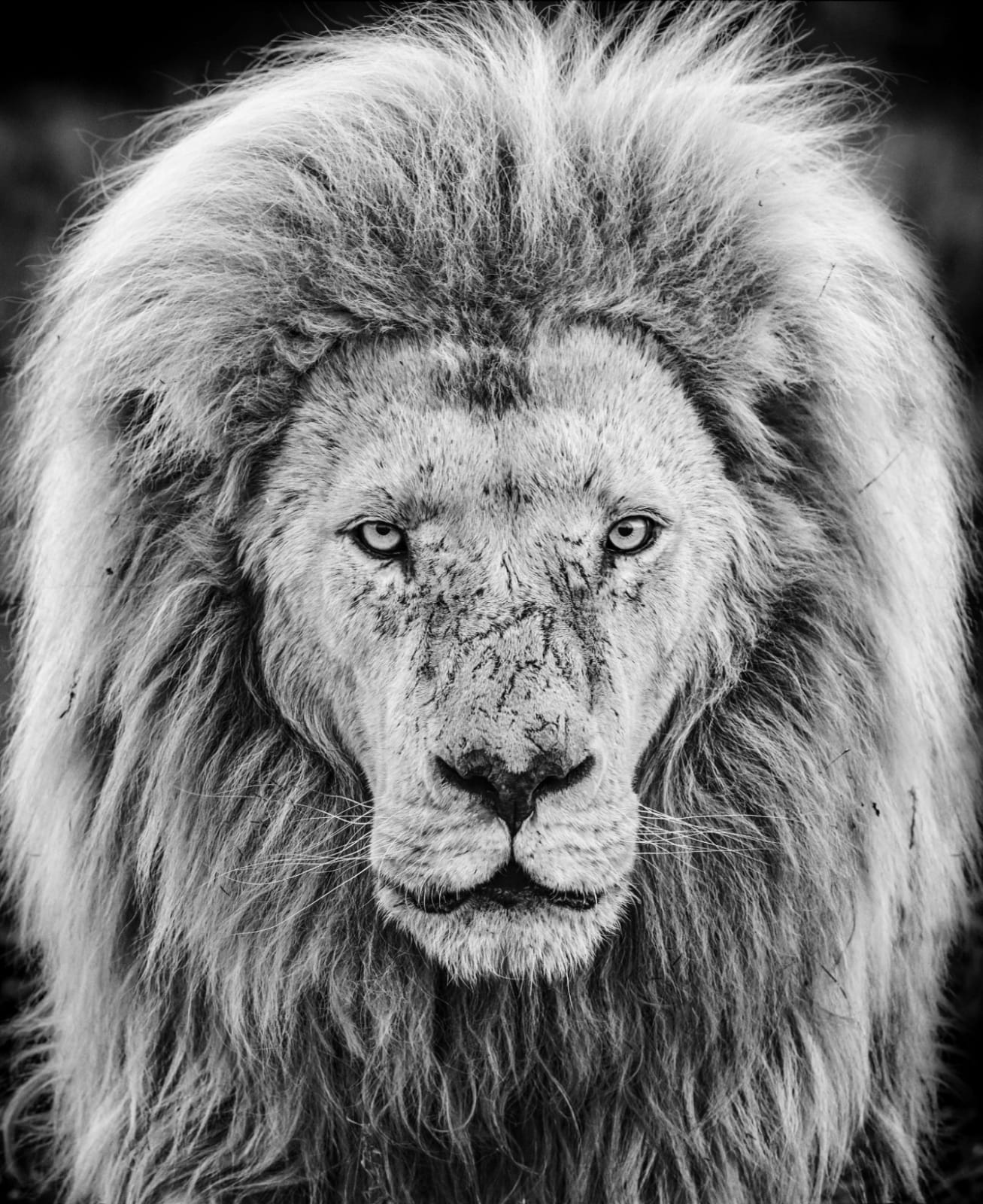 David Yarrow, Gandalf, 2019