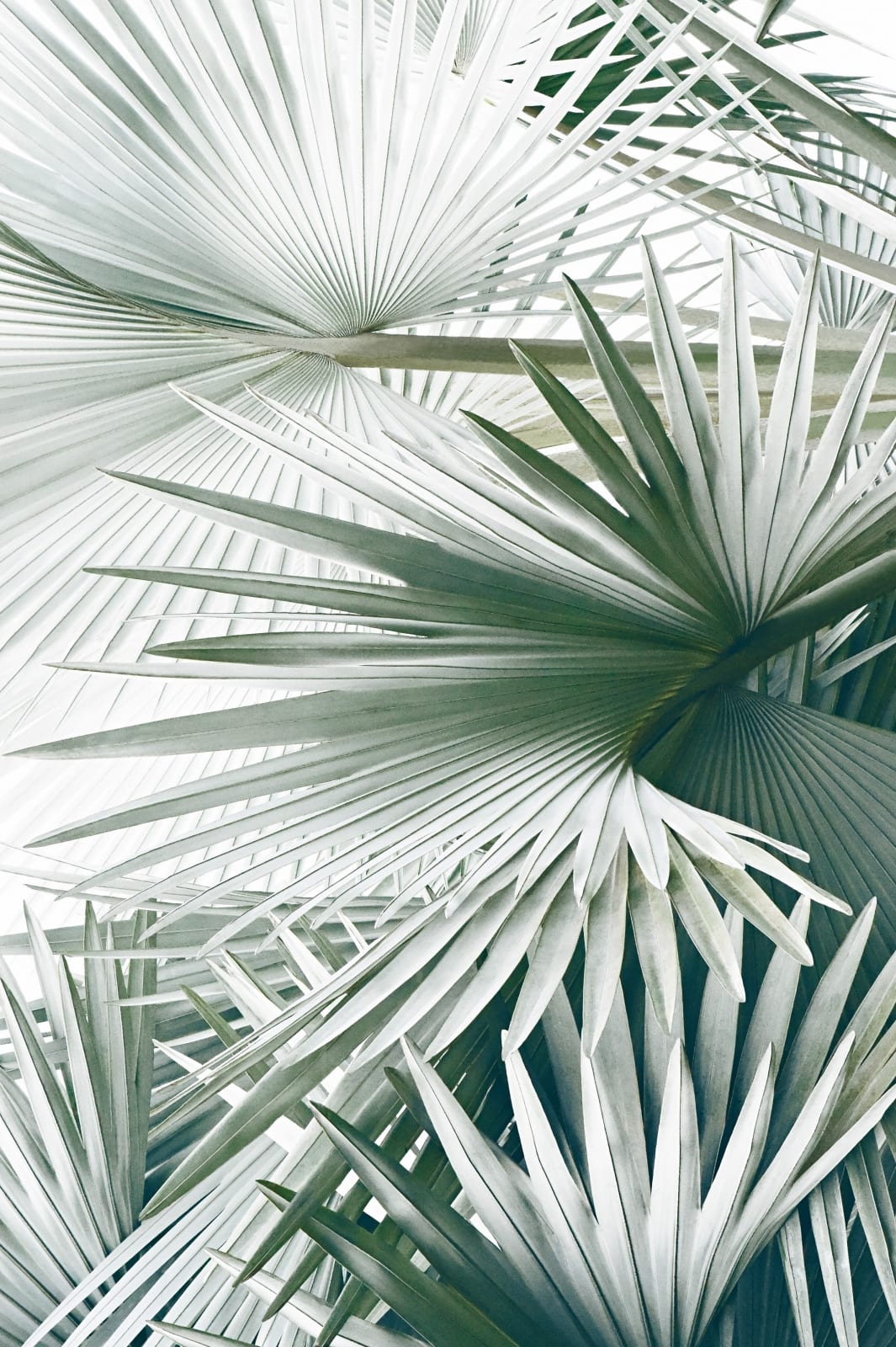 Philipp Keel, Palm Leaves II, 2019