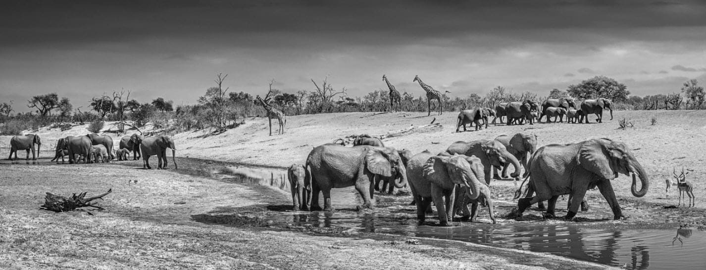David Yarrow, Before Man, 2019