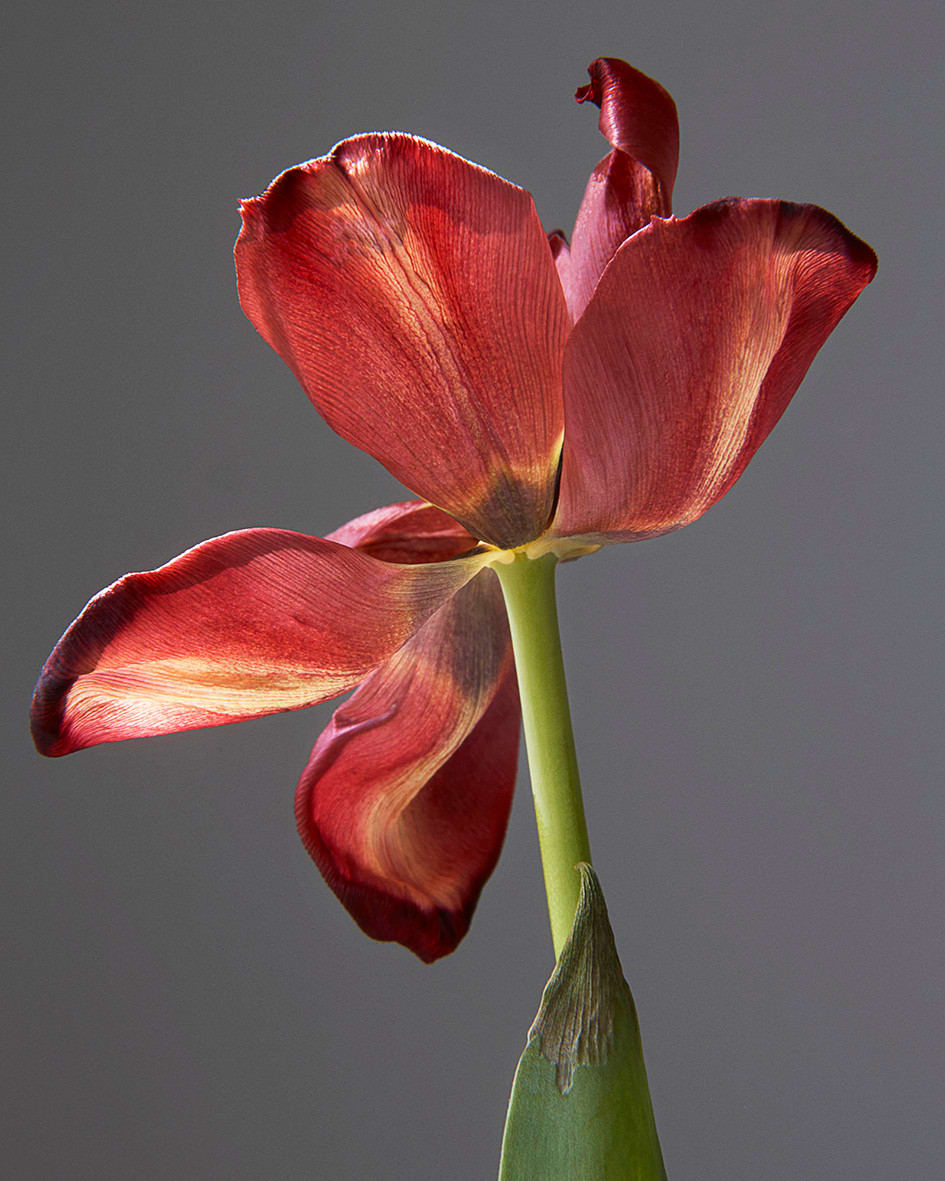 Rankin, Open Up, Embrace, 2020