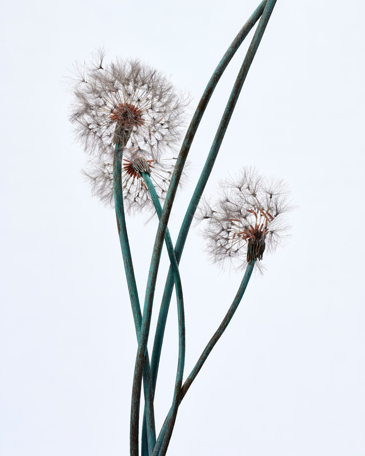 Shota Suzuki, 綿毛蒲公英・群 - Dandelion Fluff, 2023