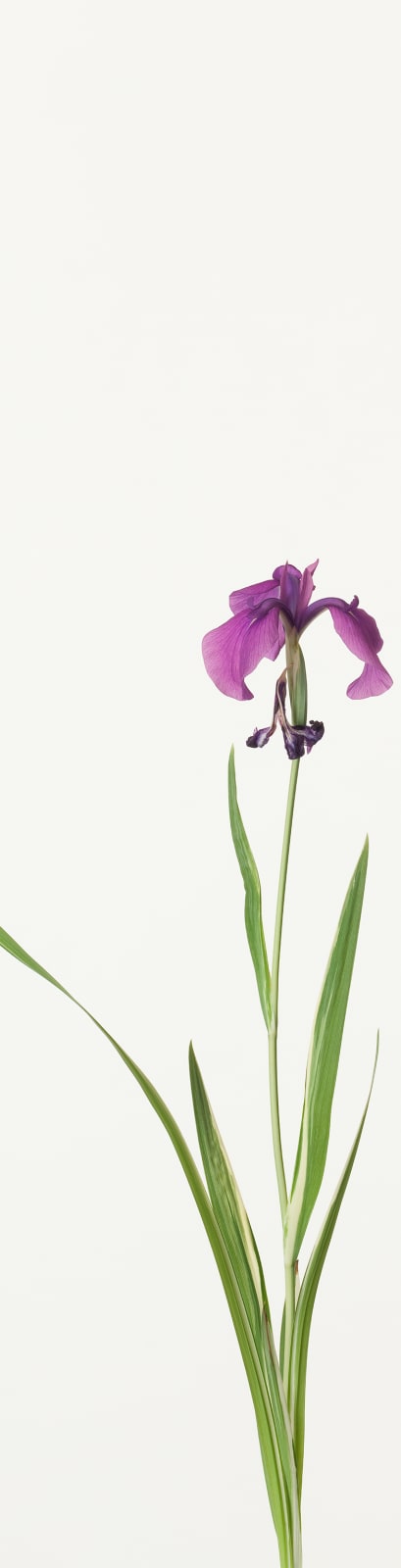 Takashi Tomo-oka, Iris 1, Kakitsubata, 2013