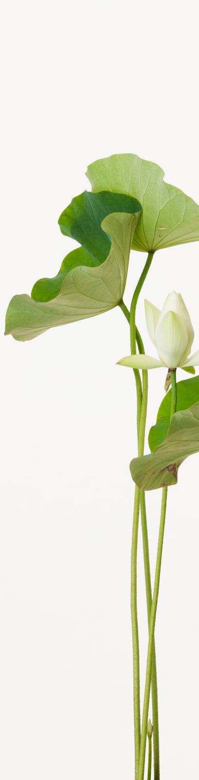 Takashi Tomo-oka, Tathata Lotus 3, Shinnyoren, 2014