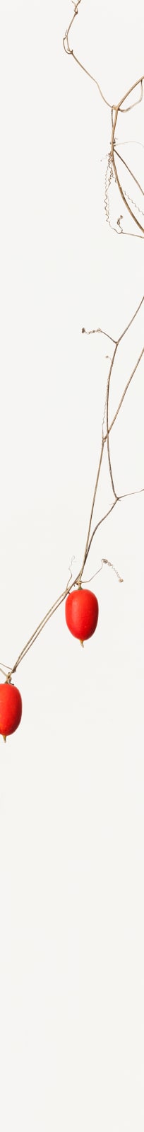 Takashi Tomo-oka, Snake Gourd 1, Karasuuri, 2014