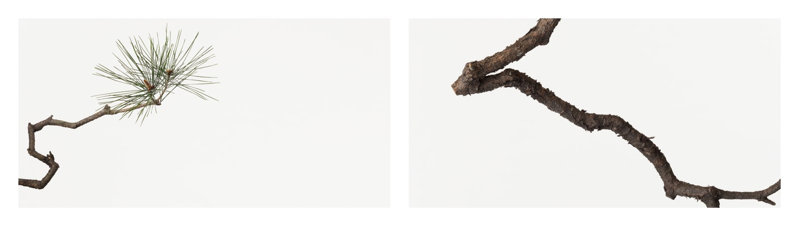 Takashi Tomo-oka, Pine 2, Matsu, 2014