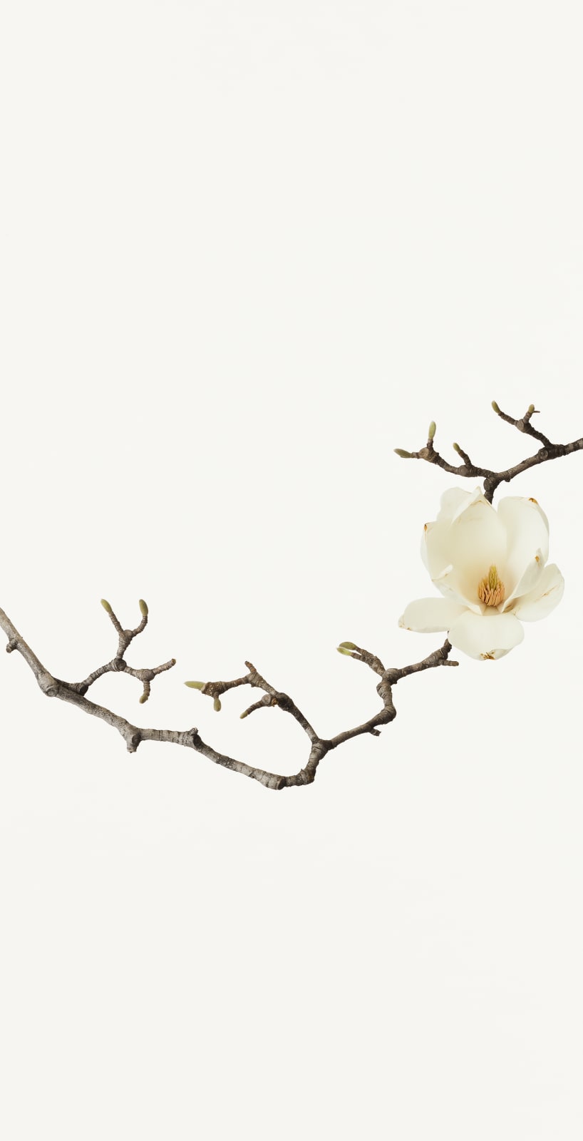 Takashi Tomo-oka, White Magnolia 1, Shiromokuren, 2013