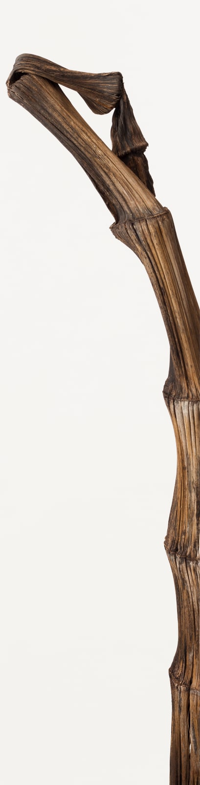 Takashi Tomo-oka, Bamboo 1, Take, 2015