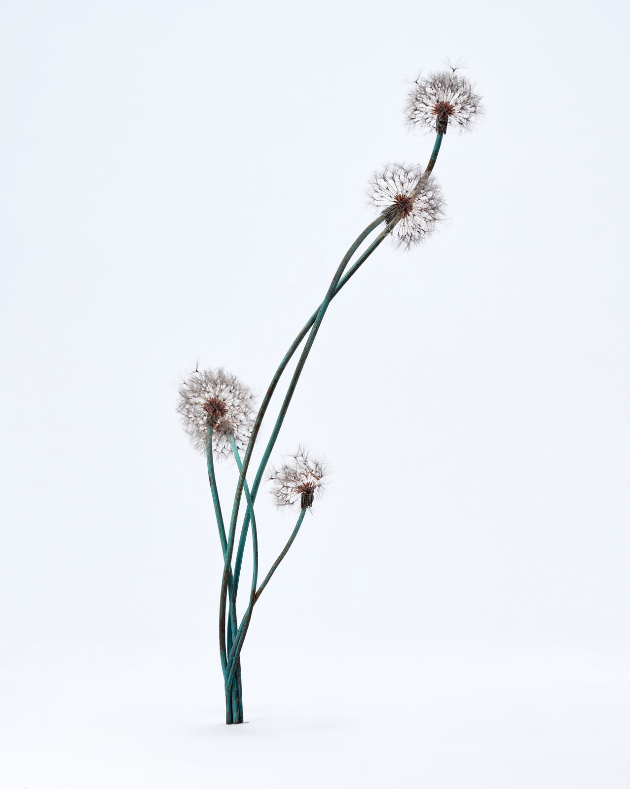 Shota Suzuki, 綿毛蒲公英・群 - Dandelion Fluff, 2023