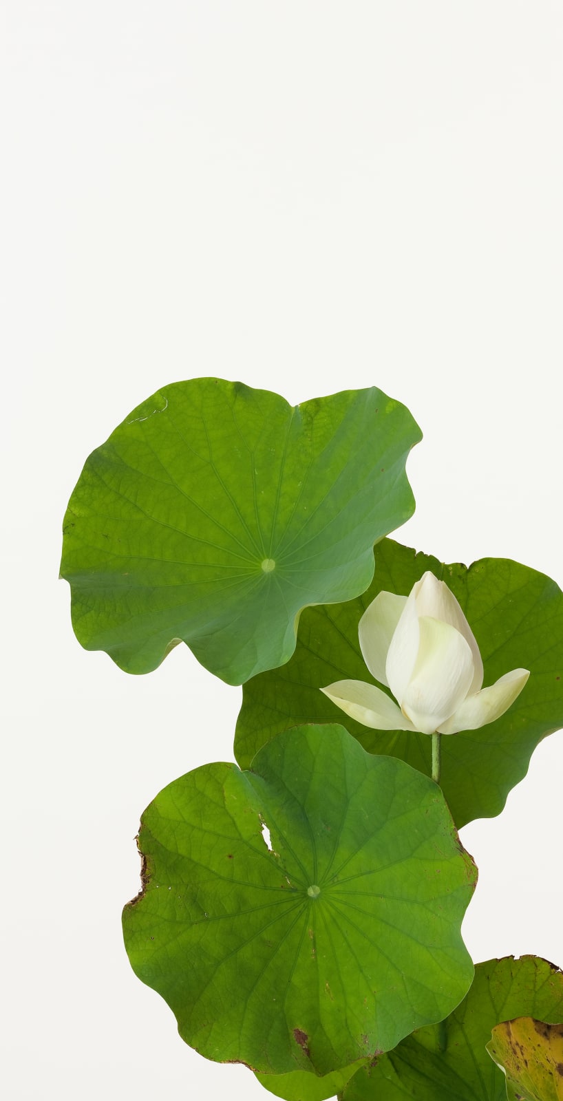 Takashi Tomo-oka, Tathata Lotus 1, Shinnyoren, 2013