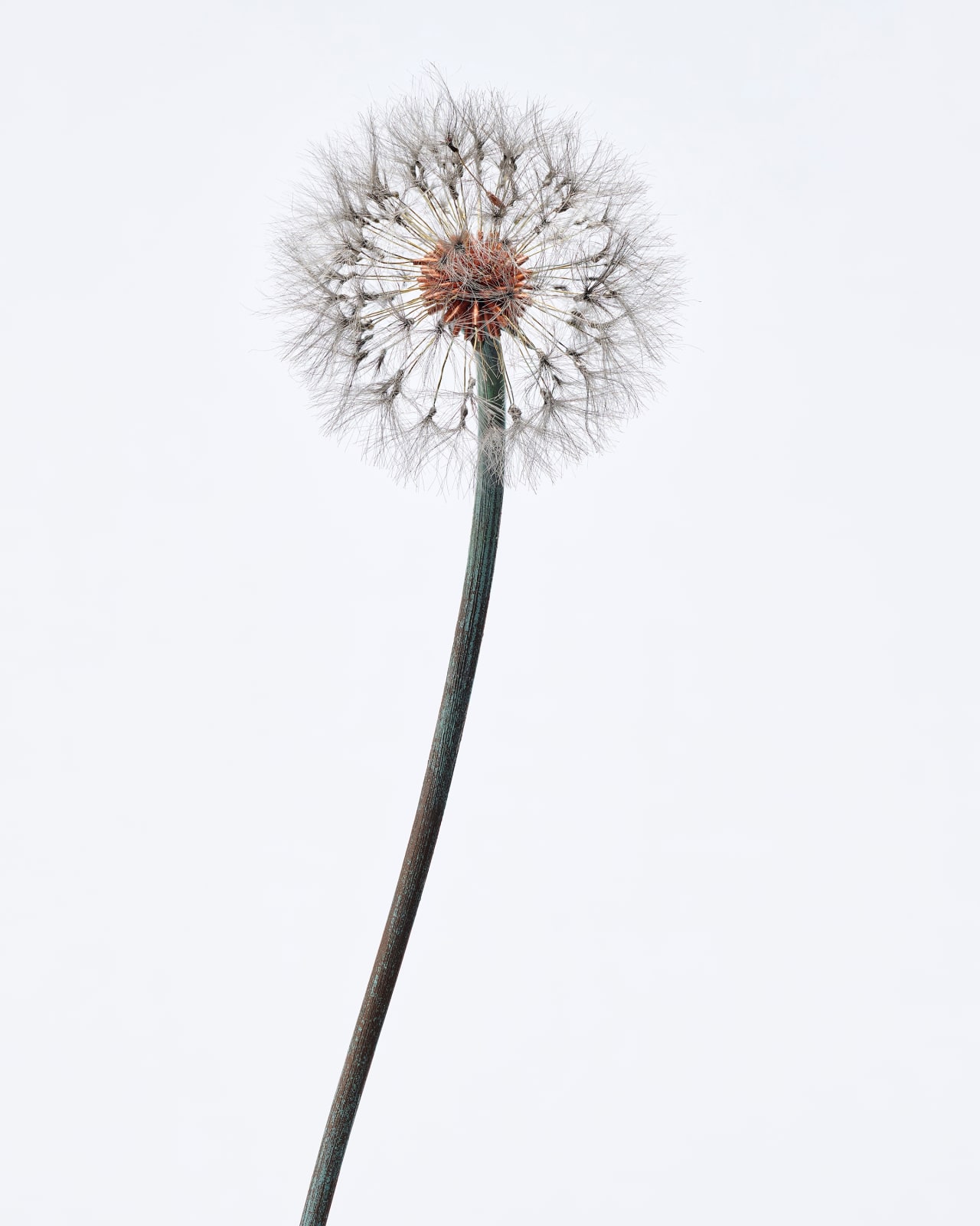 Shota Suzuki, 蒲公英 - Dandelion Fluff, 2023