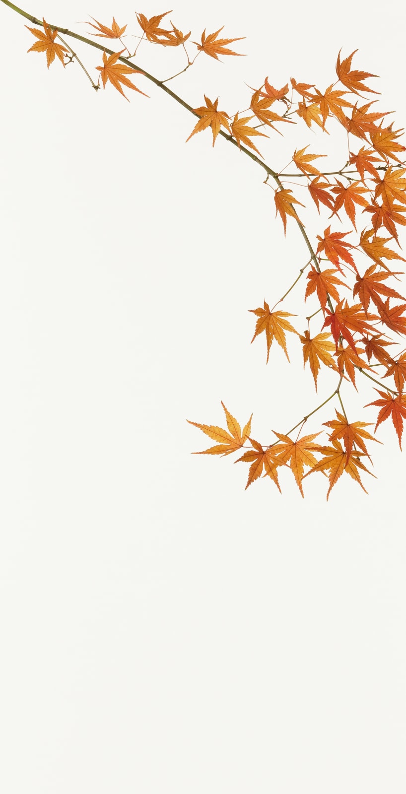 Takashi Tomo-oka, Maple, 2010