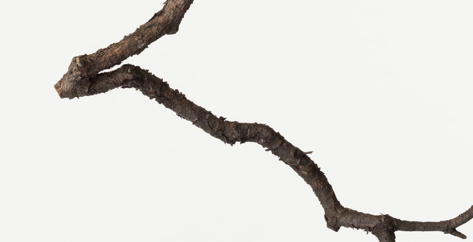 Takashi Tomo-oka, Pine 3, Matsu, 2014